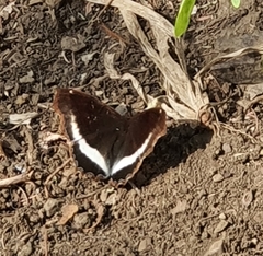 Eurytela hiarbas angustata
