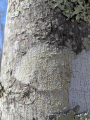 Pertusaria pustulata