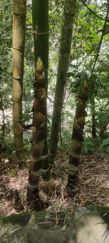 Common bamboo (Bambusa vulgaris)