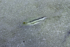 Canthigaster capistrata