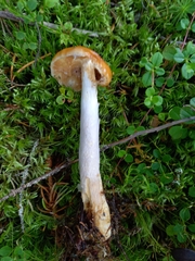 Cortinarius collinitus