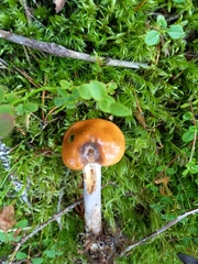 Cortinarius collinitus
