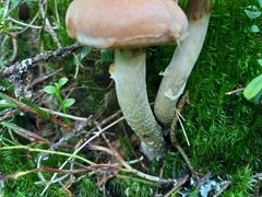 Cortinarius laniger