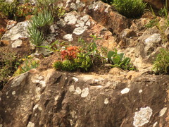 Haworthia turgida