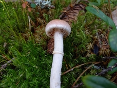 Cortinarius laniger