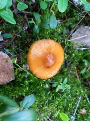 Cortinarius collinitus