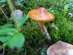 Cortinarius collinitus