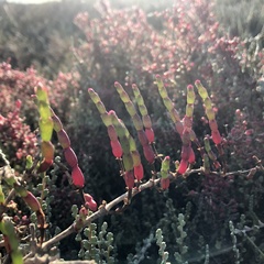 Salicornia quinqueflora