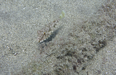 Sphoeroides marmoratus