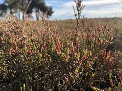 Salicornia quinqueflora