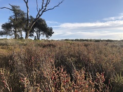 Salicornia quinqueflora