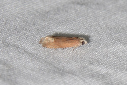 Reddish Eucosma Moth photo 6