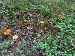 Cortinarius collinitus