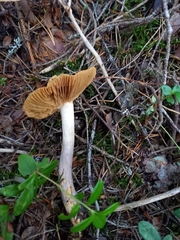 Cortinarius collinitus