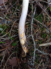 Cortinarius collinitus
