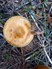 Cortinarius collinitus