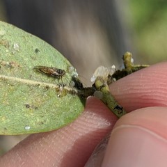 Platycorypha nigrivirga