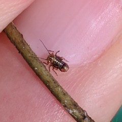 Platycorypha nigrivirga