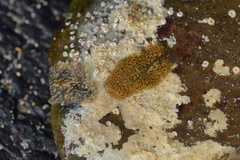 Planocera gilchristi