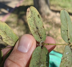 Platycorypha nigrivirga