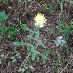 Centaurea salonitana