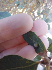 Aceria trichophila