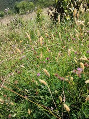 Anthoxanthum aristatum