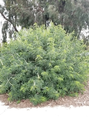 Aesculus californica