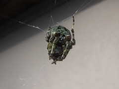 Araneus bicentenarius