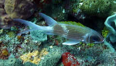 Holocentrus adscensionis