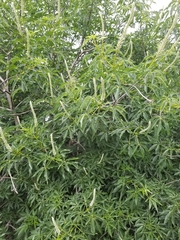 Aesculus californica