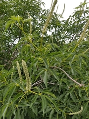 Aesculus californica