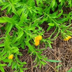 Pentanema germanicum