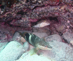 Serranus papilionaceus