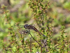 Tramea cophysa
