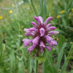 Betonica hirsuta