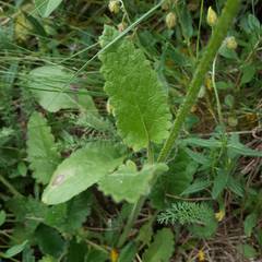 Betonica hirsuta