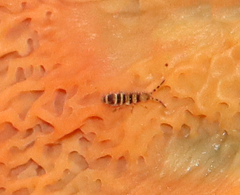 Orchesella hexfasciata