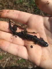 Plethodon glutinosus