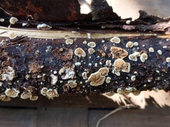 Crepidotus fimbriatus