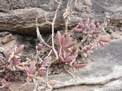 Delosperma lavisiae