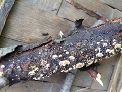 Crepidotus fimbriatus