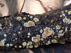 Crepidotus fimbriatus