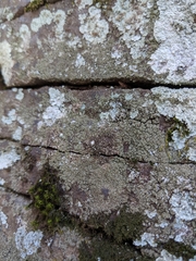 Lendemeriella reptans