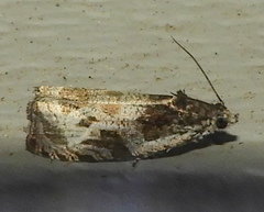 Olethreutes connectum