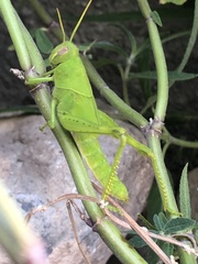 Cyrtacanthacridini