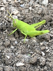 Cyrtacanthacridini