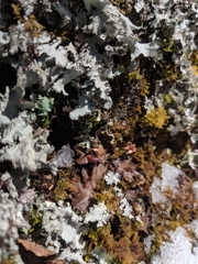 Peltigera elisabethae