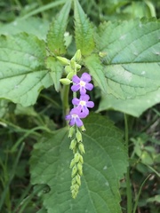 Priva lappulacea