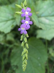 Priva lappulacea